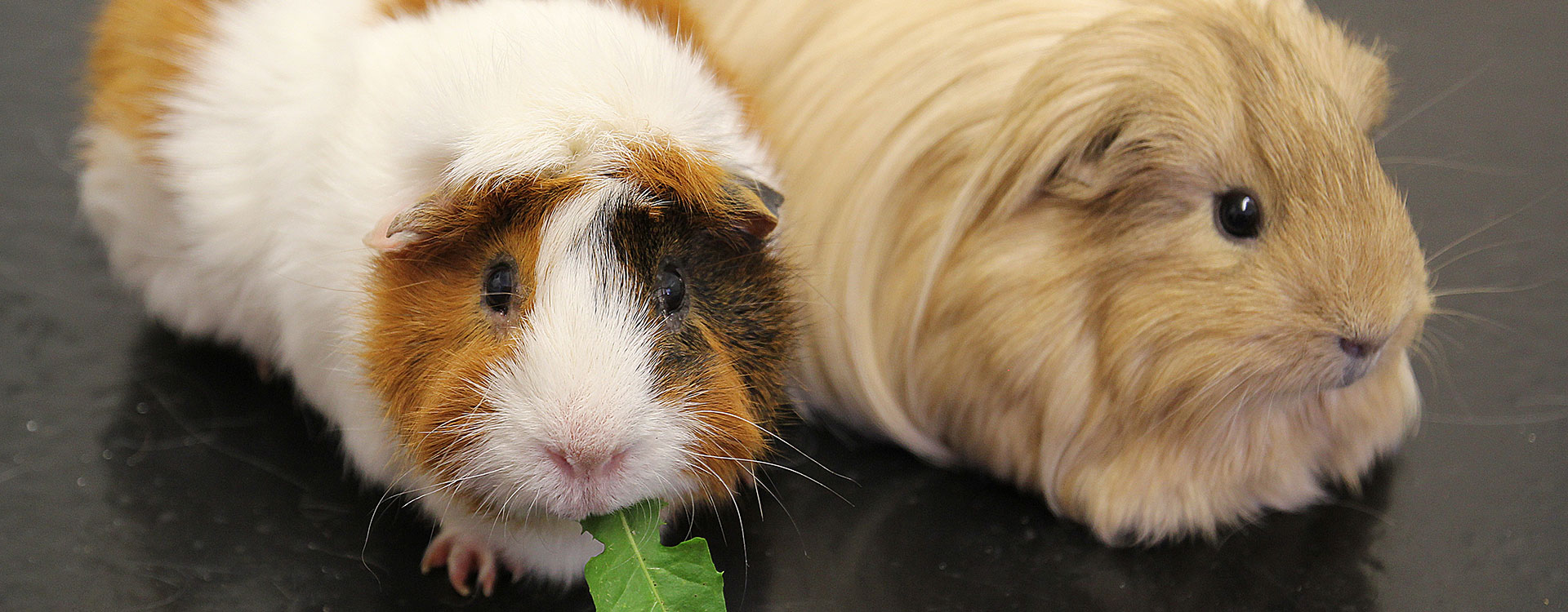 slider-guineapigs